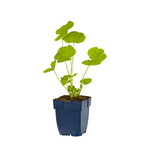 https://cdn.warentuin.nl/media/catalog/product/S/C/SCAN8712815741215_alcea_rosea_pleniflora_rood_griffioen_4f54.jpg