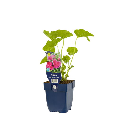 Alcea rosea 'Pleniflora' Rose - Griffioen