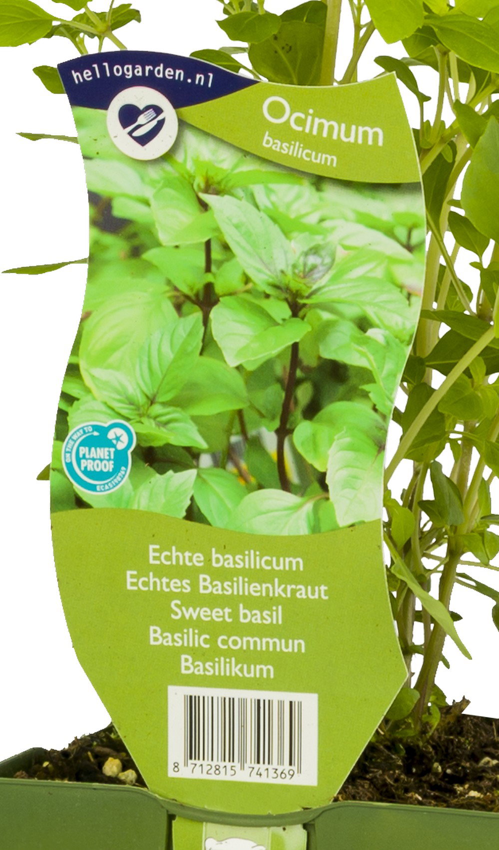 Echte basilicum kruid Ocimum basilicum Griffioen - Griffioen