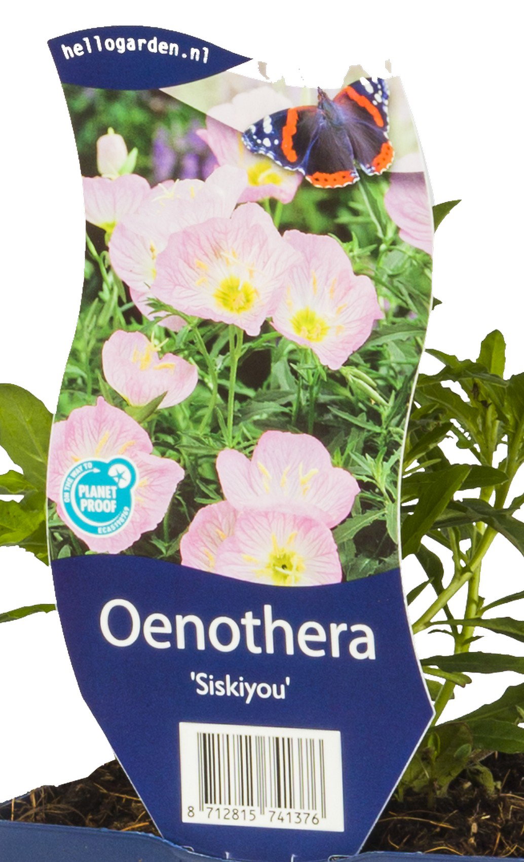 Oenothera Siskiyou vaste plant Griffioen - Griffioen