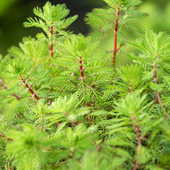 https://cdn.warentuin.nl/media/catalog/product/S/C/SCAN8712815741499_moerings_planten_myriophyllum_rubricaule_zuurst_8c21.jpg