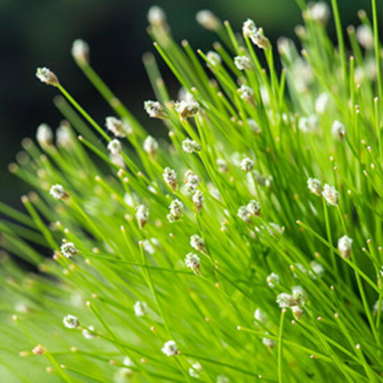 Moerings 2 stuks! Scirpus cernuus potmaat P11 Naaldgras  - 