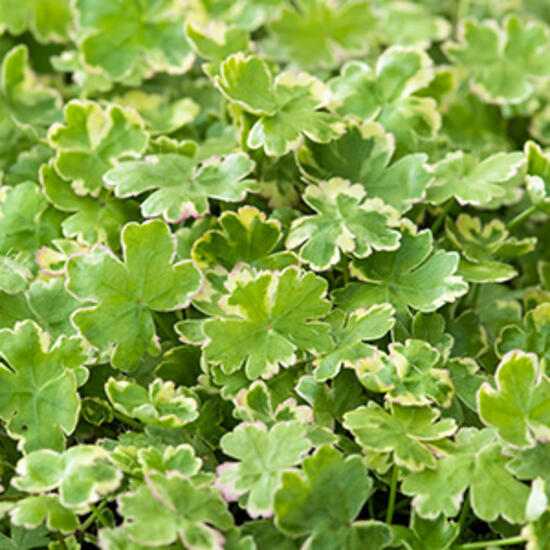 https://cdn.warentuin.nl/media/catalog/product/S/C/SCAN8712815777597_moerings_planten_hydrocotyle_sib_variegata_zuur_3077.jpg