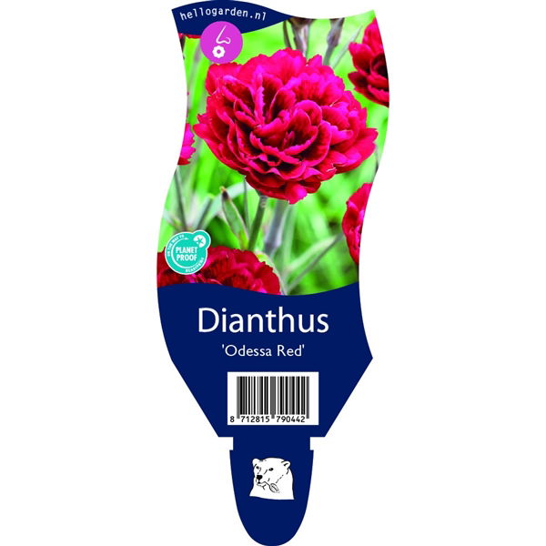 Dianthus 'Odessa Red' - Griffioen