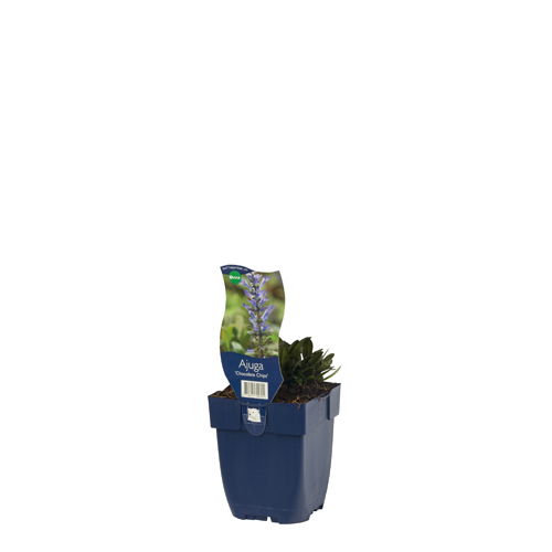 https://cdn.warentuin.nl/media/catalog/product/S/C/SCAN8712815790725_01_ajuga_chocolate_chips_griffioen_7b5e.jpg