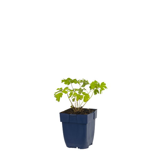 https://cdn.warentuin.nl/media/catalog/product/S/C/SCAN8712815790732_aquilegia_alpina_griffioen_6534.jpg