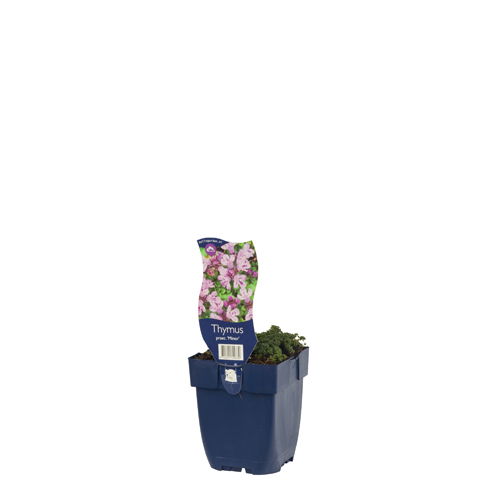 https://cdn.warentuin.nl/media/catalog/product/S/C/SCAN8712815799339_01_thymus_praecox_minor_griffioen_3252.jpg