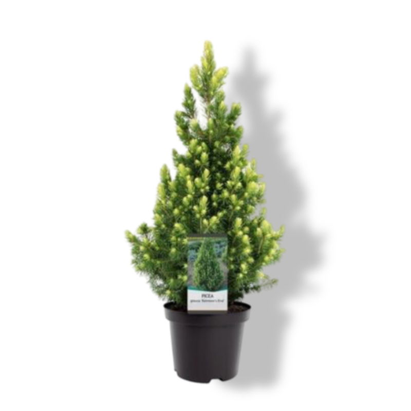 https://cdn.warentuin.nl/media/catalog/product/S/C/SCAN8712815799971_01_warentuin_natuurlijk_picea_glauca_rainbow_s_end_30_40_cm_c_e274.jpg