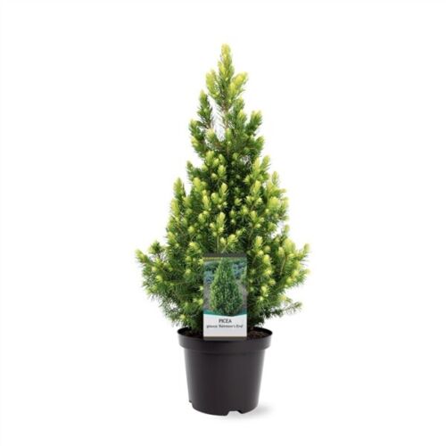 Warentuin natuurlijk Picea glauca Rainbow s End 30-40 cm Conifeer - 