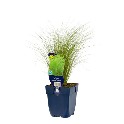 https://cdn.warentuin.nl/media/catalog/product/S/C/SCAN8712815800134_01_stipa_tenuissima_ponytails_griffioen_ed24.jpg