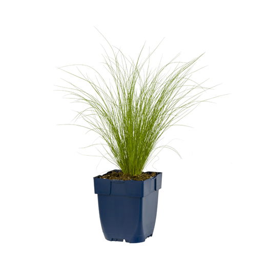 https://cdn.warentuin.nl/media/catalog/product/S/C/SCAN8712815800134_stipa_tenuissima_ponytails_griffioen_26a7.jpg