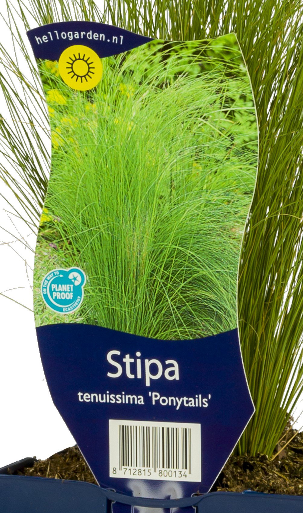 Stipa tenuissima Ponytails vaste plant Griffioen - Griffioen