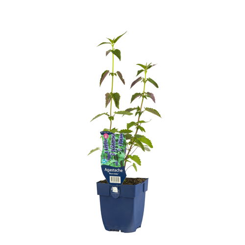 https://cdn.warentuin.nl/media/catalog/product/S/C/SCAN8712815802794_01_agastache_black_adder_griffioen_e2c5.JPG