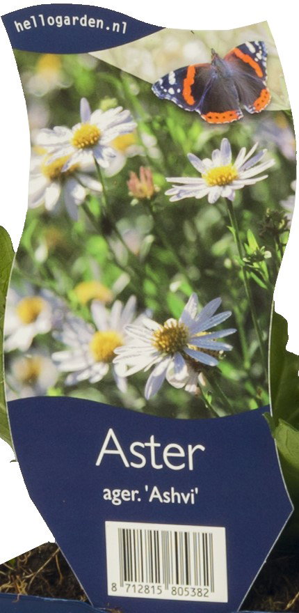 https://cdn.warentuin.nl/media/catalog/product/S/C/SCAN8712815805382_aster_ager_ashvi_vaste_plant_griffioen_c2fa.jpeg