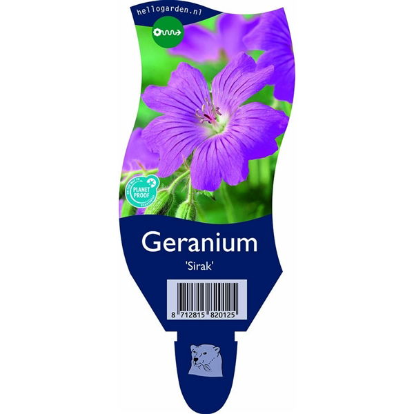 Geranium 'Sirak' - Griffioen