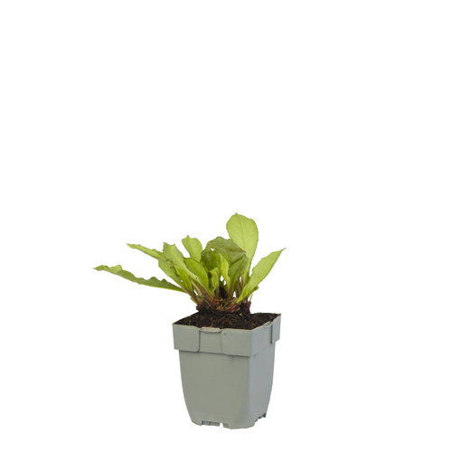 Pulmonaria longifolia 'Diana Clare' - Griffioen