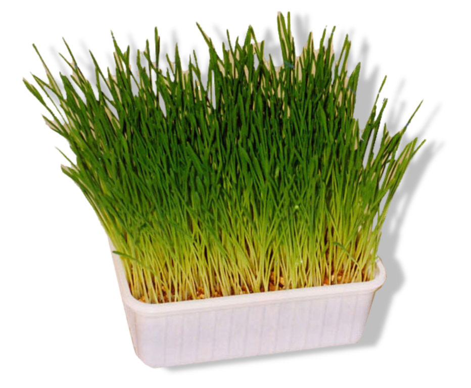 https://cdn.warentuin.nl/media/catalog/product/S/C/SCAN8712901008055_01_gebr_de_boon_kattengras_gebr_de_boon_316d.png