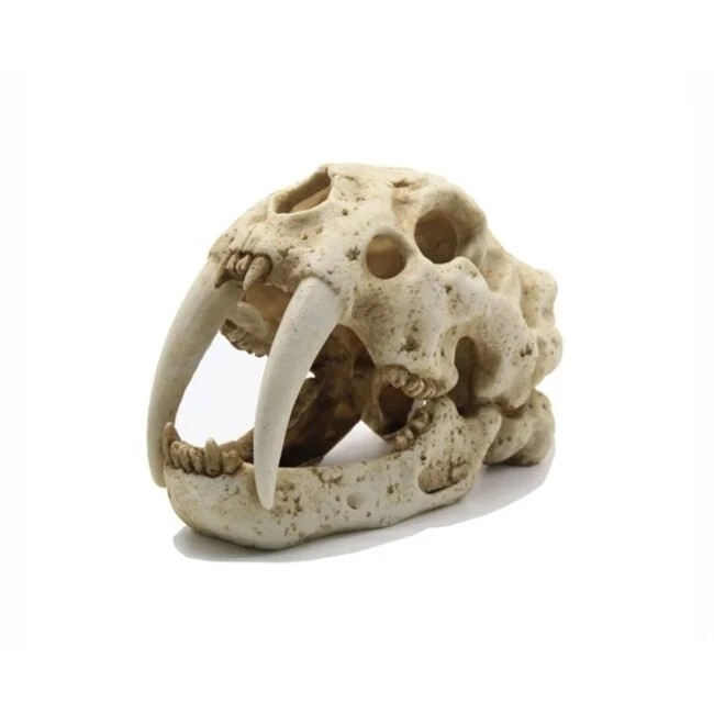 https://cdn.warentuin.nl/media/catalog/product/S/C/SCAN8713179406345_blue_belle_pacific_tiger_skull_23x13x16_cm_6986.jpg