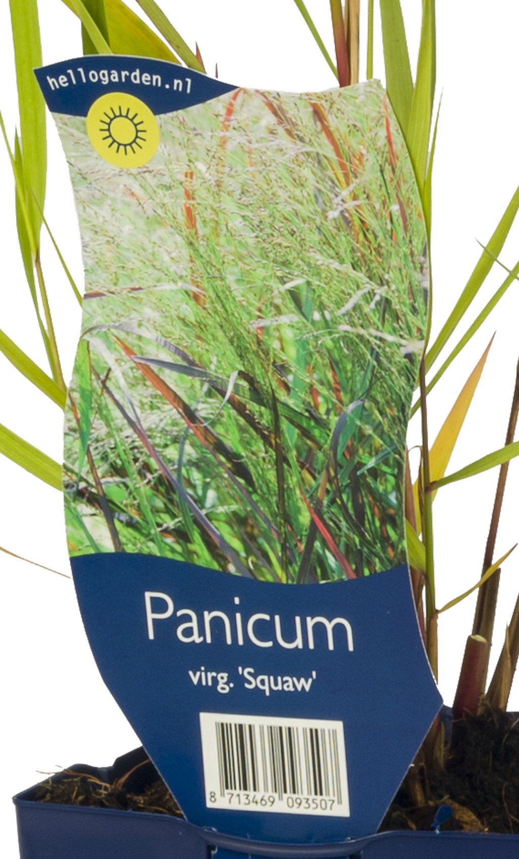 Panicum virgatum Squaw vaste plant Griffioen - Griffioen
