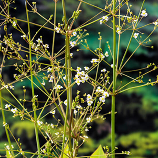 https://cdn.warentuin.nl/media/catalog/product/S/C/SCAN8713469103145_moerings_planten_alisma_plantago_aquatica_plant_f00b.jpg