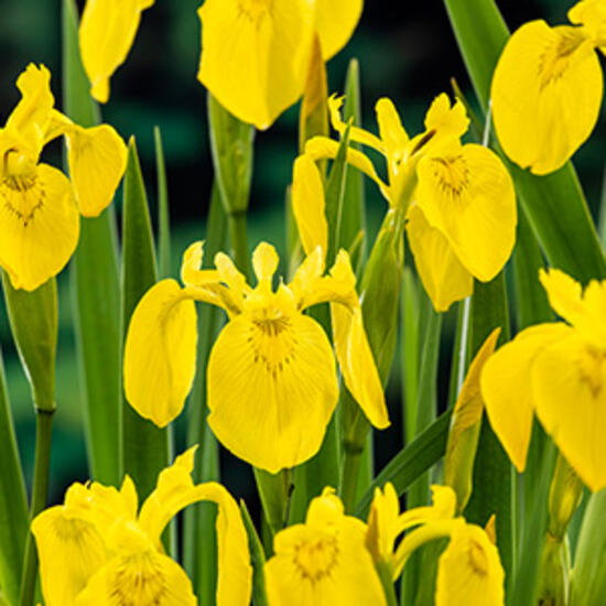 https://cdn.warentuin.nl/media/catalog/product/S/C/SCAN8713469103220_moerings_planten_iris_pseudacorus_planten_in_po_9387.jpg