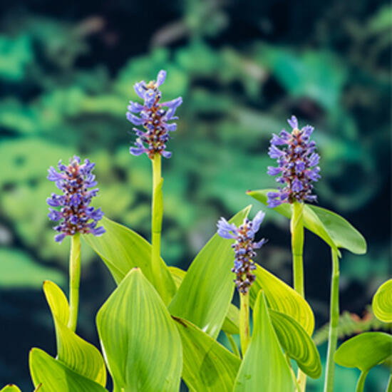 Snoekkruid blauw Pontederia cordata P9 waterplant Snoekkruid Moerings - Moerings