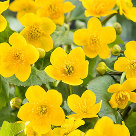 https://cdn.warentuin.nl/media/catalog/product/S/C/SCAN8713469104371_moerings_planten_caltha_palustris_planten_in_po_b7dc.jpg