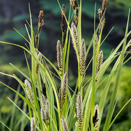 https://cdn.warentuin.nl/media/catalog/product/S/C/SCAN8713469104456_moerings_planten_carex_riparia_planten_in_pot_0bea.jpg