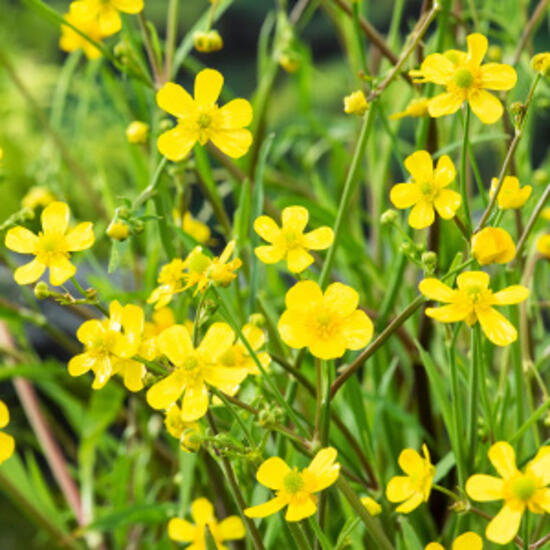Moerings 2 stuks! Ranunculus flammula potmaat P9 Egelboterbloem  - 