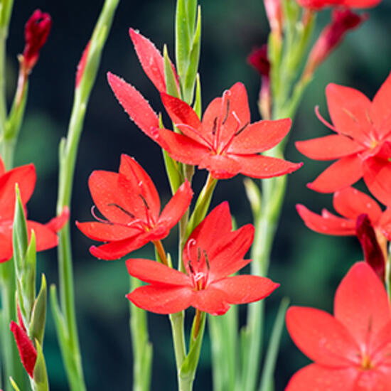 Moerings 2 stuks! Schizosylis coccinea potmaat P9 Schizosylis  - 