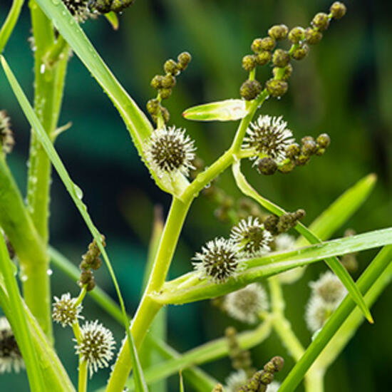 https://cdn.warentuin.nl/media/catalog/product/S/C/SCAN8713469106047_moerings_planten_sparganium_erectum_planten_in__04fa.jpg