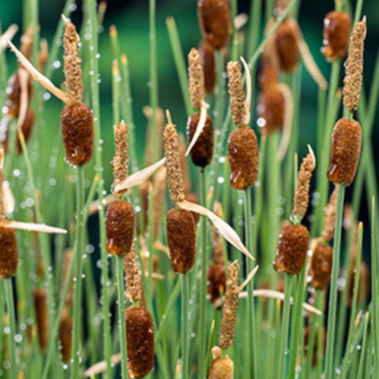 Moerings 2 stuks! Typha minima potmaat P9 Dwerglisdodde  - 