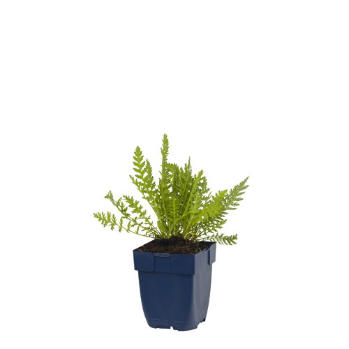 https://cdn.warentuin.nl/media/catalog/product/S/C/SCAN8713469115247_achillea_fil_cloth_of_gold_griffioen_9c36.jpg