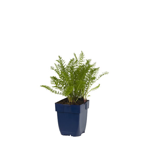 https://cdn.warentuin.nl/media/catalog/product/S/C/SCAN8713469120333_achillea_mill_summer_pastels_griffioen_b482.jpg