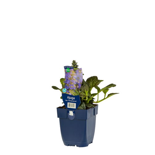 https://cdn.warentuin.nl/media/catalog/product/S/C/SCAN8713469132046_01_ajuga_reptans_atropurpurea_griffioen_b11f.jpg