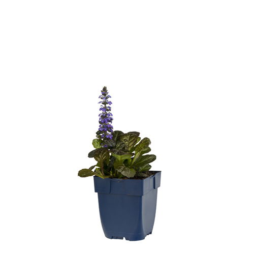 https://cdn.warentuin.nl/media/catalog/product/S/C/SCAN8713469132046_ajuga_reptans_atropurpurea_griffioen_2ff3.jpg