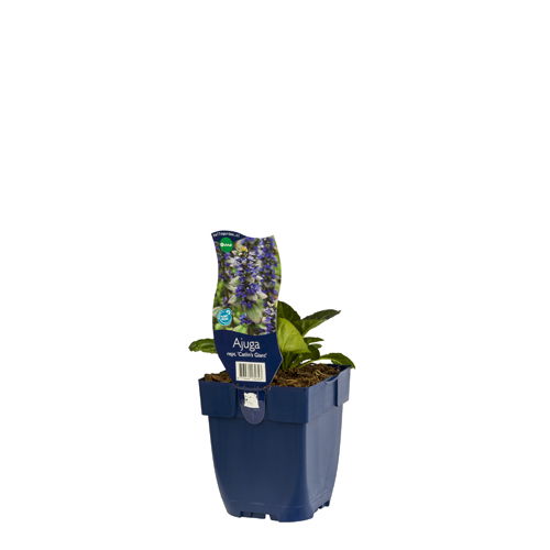https://cdn.warentuin.nl/media/catalog/product/S/C/SCAN8713469132343_01_ajuga_reptans_catlins_giant_griffioen_9690.jpg