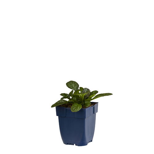 https://cdn.warentuin.nl/media/catalog/product/S/C/SCAN8713469132343_ajuga_reptans_catlins_giant_griffioen_2212.jpg