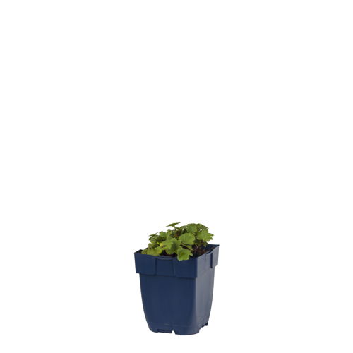 https://cdn.warentuin.nl/media/catalog/product/S/C/SCAN8713469135122_alchemilla_erythropoda_griffioen_ed53.jpg