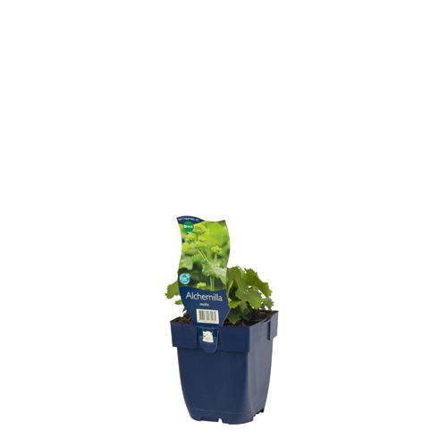 https://cdn.warentuin.nl/media/catalog/product/S/C/SCAN8713469135535_01_alchemilla_mollis_griffioen_1579.jpg