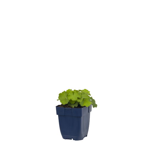 https://cdn.warentuin.nl/media/catalog/product/S/C/SCAN8713469135535_alchemilla_mollis_griffioen_18dc.jpg