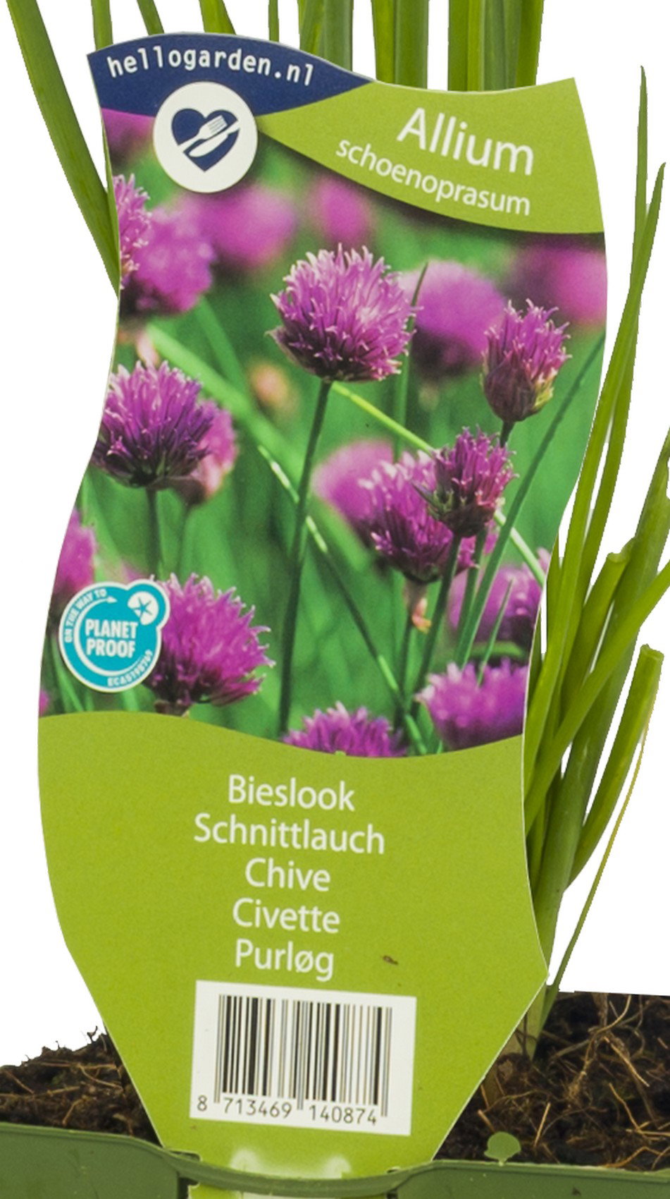 Bieslook kruid Allium schoenoprasum Griffioen - Griffioen