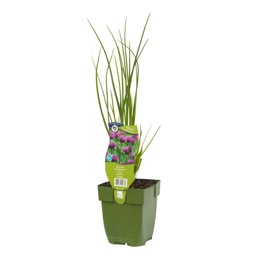 https://cdn.warentuin.nl/media/catalog/product/S/C/SCAN8713469140874_griffioen_kruiden_bieslook_kruid_allium_schoenoprasum_2e1e.jpg