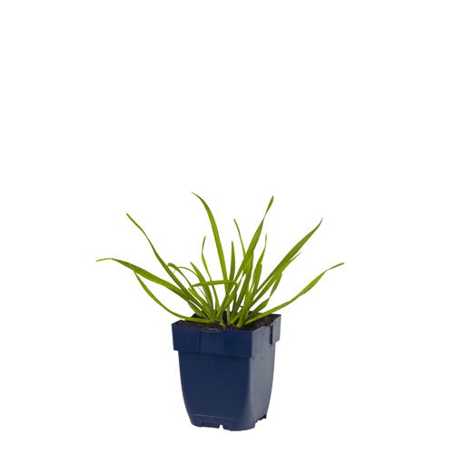 Allium senescens - Griffioen
