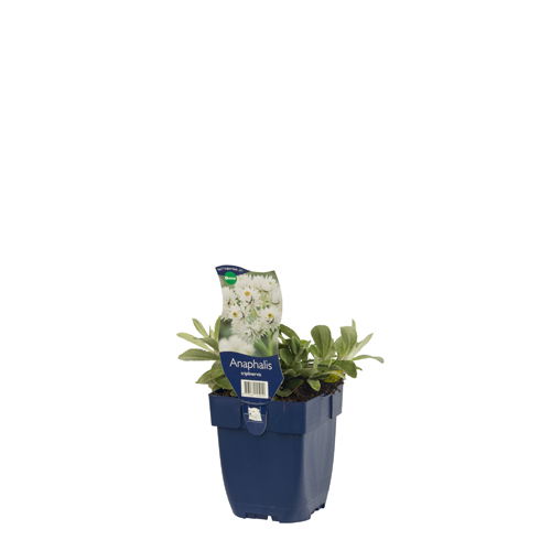 https://cdn.warentuin.nl/media/catalog/product/S/C/SCAN8713469145251_01_anaphalis_triplinervis_griffioen_5a3b.jpg