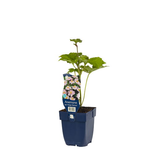 https://cdn.warentuin.nl/media/catalog/product/S/C/SCAN8713469151405_01_anemone_hybr_kon_charlotte_griffioen_b046.jpg