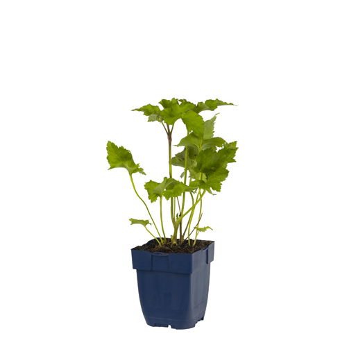 https://cdn.warentuin.nl/media/catalog/product/S/C/SCAN8713469151405_anemone_hybr_kon_charlotte_griffioen_4ffc.jpg