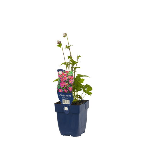 https://cdn.warentuin.nl/media/catalog/product/S/C/SCAN8713469151870_01_anemone_hybr_pamina_griffioen_301d.jpg