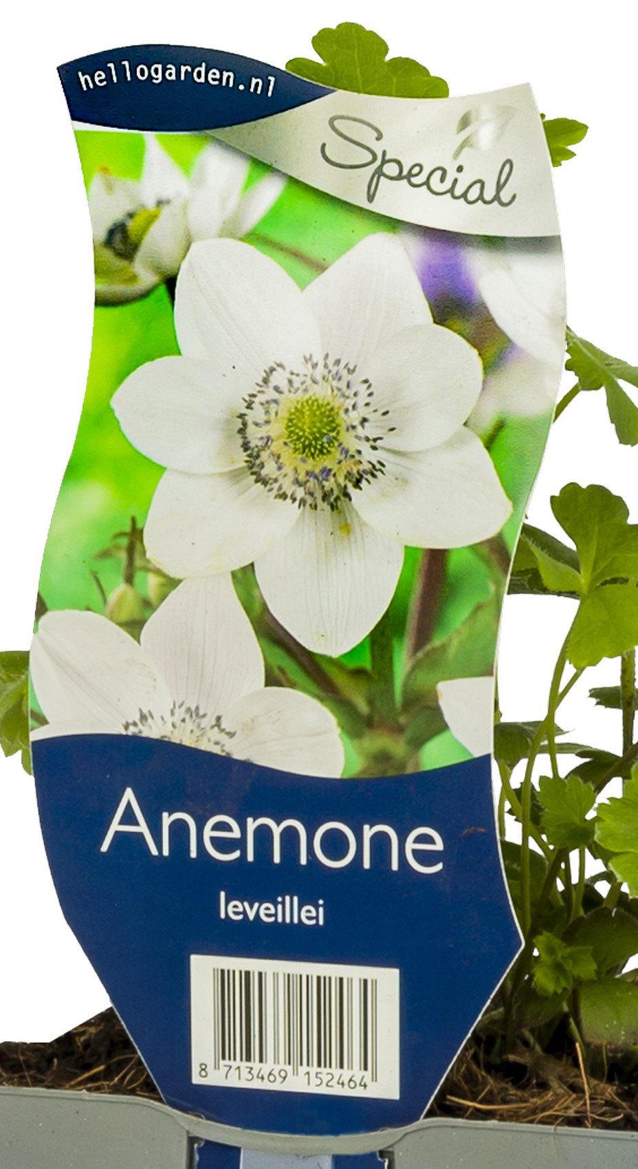 Anemone leveillei vaste plant Griffioen - Griffioen