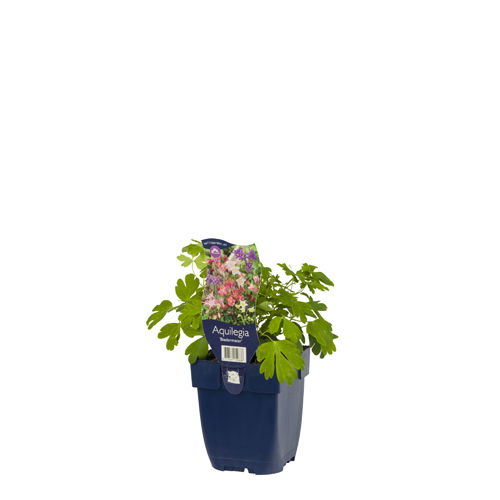 https://cdn.warentuin.nl/media/catalog/product/S/C/SCAN8713469159838_01_aquilegia_biedermeier_griffioen_ced2.jpg